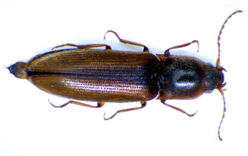 Dalopius marginatus